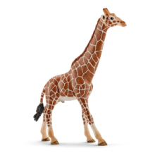 Giraffa Maschio